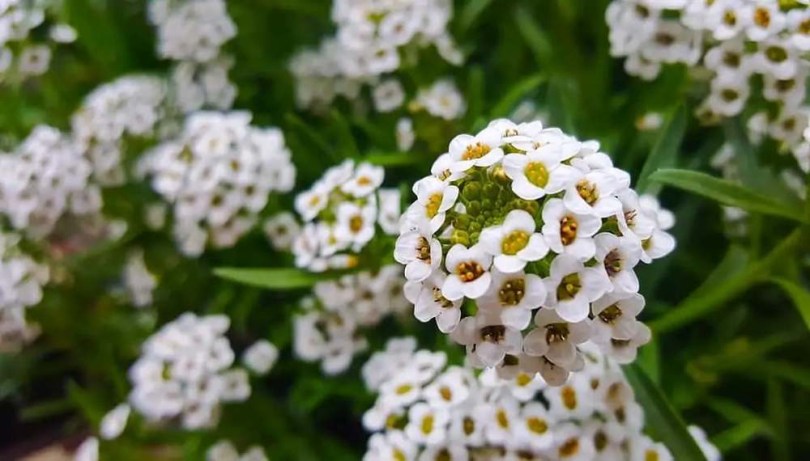 Illatos ternye Rosie O'Day - Alyssum maritimum, Alyssum maritimum syn Lobularia maritima, ehető virág